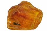 Detailed Fossil Caddisfly (Trichoptera) In Baltic Amber #128338-1